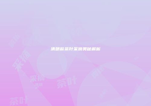 清明前茶叶采摘奥秘解析