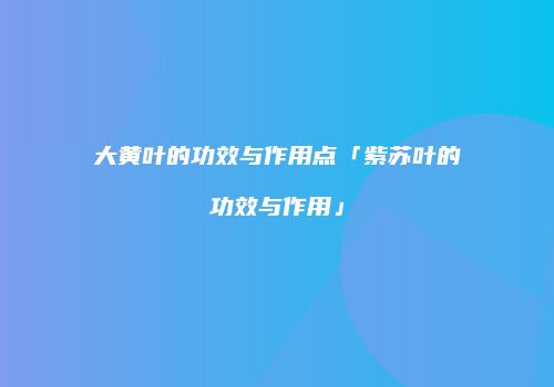 大黄叶的功效与作用点「紫苏叶的功效与作用」