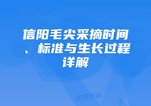信阳毛尖采摘时间、标准与生长过程详解