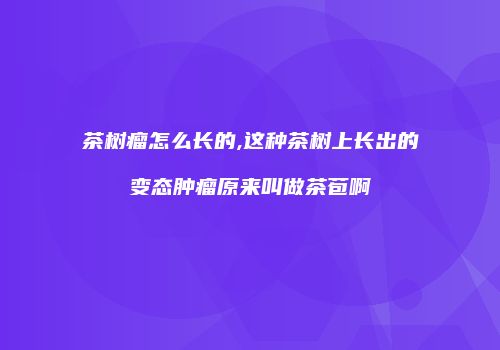 茶树瘤怎么长的,这种茶树上长出的变态肿瘤原来叫做茶苞啊