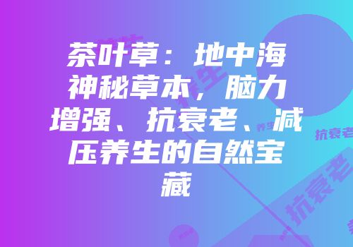 茶叶草：地中海神秘草本，脑力增强、抗衰老、减压养生的自然宝藏