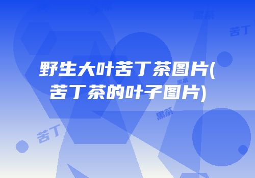 野生大叶苦丁茶图片(苦丁茶的叶子图片)