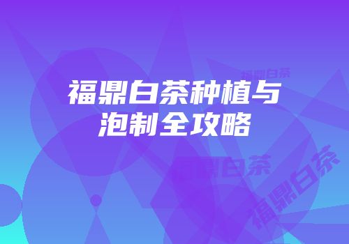 福鼎白茶种植与泡制全攻略