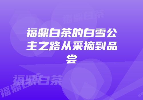 福鼎白茶的白雪公主之路从采摘到品尝