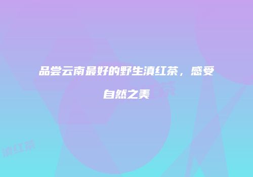 品尝云南最好的野生滇红茶，感受自然之美