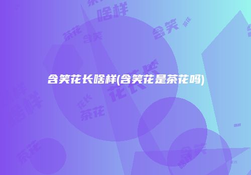 含笑花长啥样(含笑花是茶花吗)