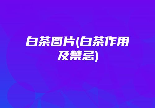 白茶图片(白茶作用及禁忌)