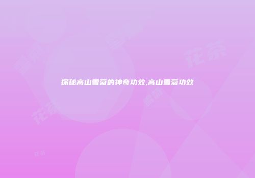 探秘高山雪菊的神奇功效,高山雪菊功效