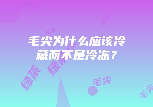 毛尖为什么应该冷藏而不是冷冻？