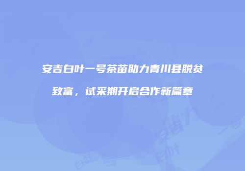 安吉白叶一号茶苗助力青川县脱贫致富，试采期开启合作新篇章