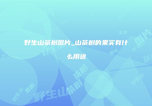 野生山茶树图片_山茶树的果实有什么用途