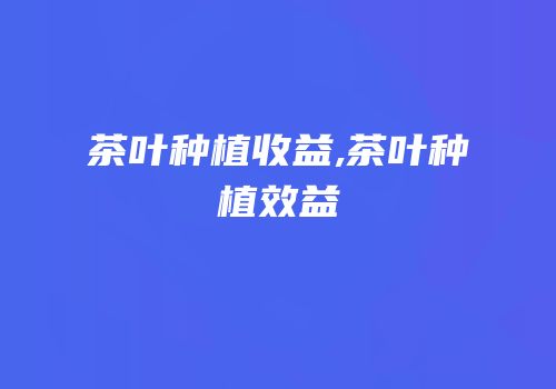 茶叶种植收益,茶叶种植效益