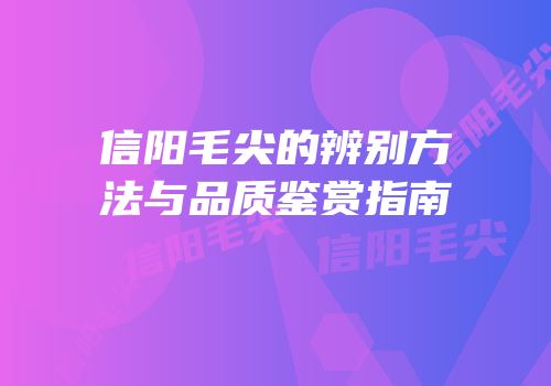 信阳毛尖的辨别方法与品质鉴赏指南