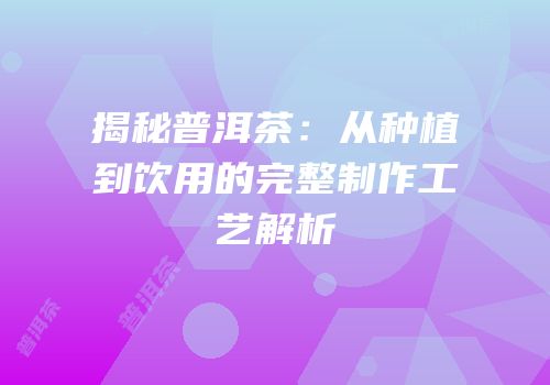 揭秘普洱茶：从种植到饮用的完整制作工艺解析