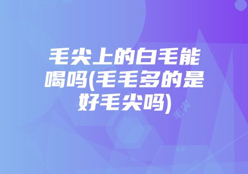 毛尖上的白毛能喝吗(毛毛多的是好毛尖吗)