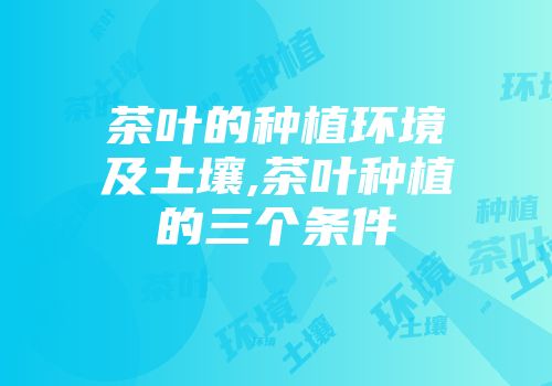 茶叶的种植环境及土壤,茶叶种植的三个条件