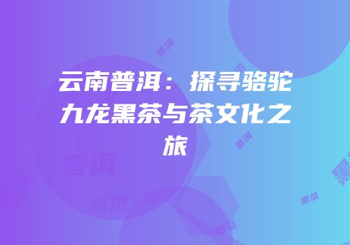 云南普洱：探寻骆驼九龙黑茶与茶文化之旅