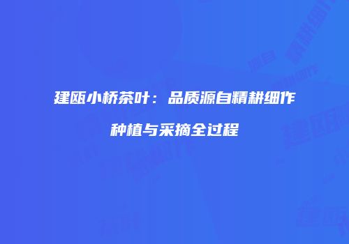 建瓯小桥茶叶：品质源自精耕细作种植与采摘全过程
