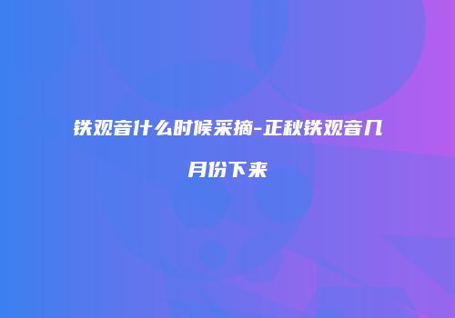 铁观音什么时候采摘-正秋铁观音几月份下来