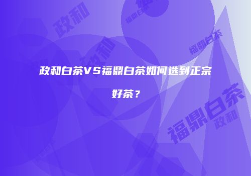 政和白茶VS福鼎白茶如何选到正宗好茶？