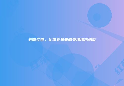 云南红茶，让你在早春感受浓浓古树香