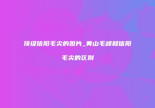 顶级信阳毛尖的图片_黄山毛峰和信阳毛尖的区别
