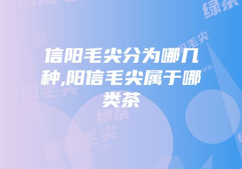 信阳毛尖分为哪几种,阳信毛尖属于哪类茶