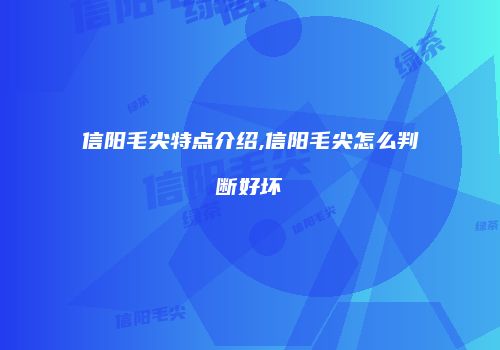 信阳毛尖特点介绍,信阳毛尖怎么判断好坏
