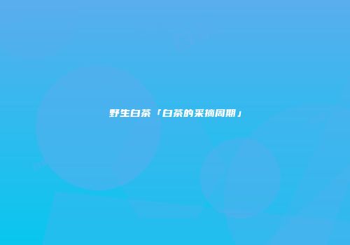 野生白茶「白茶的采摘周期」