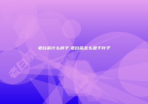 老白茶什么样子,老白茶怎么是干叶子