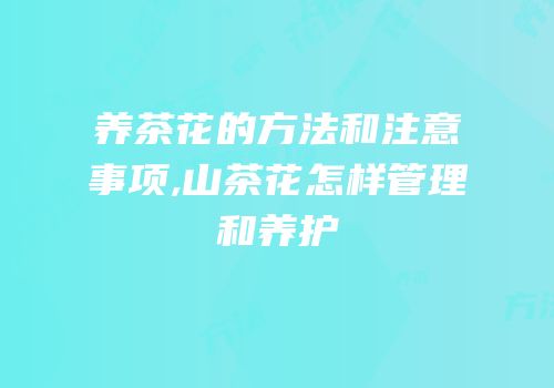 养茶花的方法和注意事项,山茶花怎样管理和养护