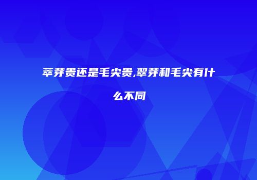 萃芽贵还是毛尖贵,翠芽和毛尖有什么不同