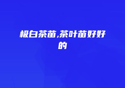 极白茶苗,茶叶苗好好的