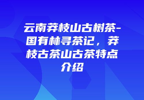 云南莽枝山古树茶-国有林寻茶记，莽枝古茶山古茶特点介绍