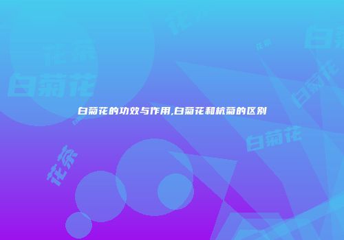 白菊花的功效与作用,白菊花和杭菊的区别