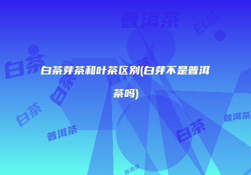 白茶芽茶和叶茶区别(白芽不是普洱茶吗)