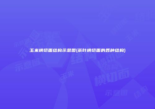 玉米横切面结构示意图(茶叶横切面的各种结构)