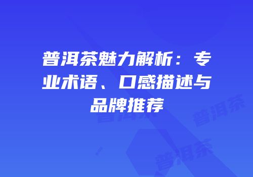 普洱茶魅力解析：专业术语、口感描述与品牌推荐