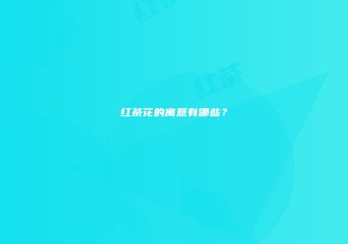 红茶花的寓意有哪些？