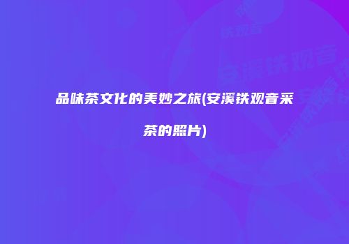 品味茶文化的美妙之旅(安溪铁观音采茶的照片)