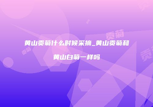 黄山贡菊什么时候采摘_黄山贡菊和黄山白菊一样吗