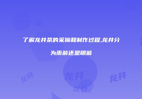 了解龙井茶的采摘和制作过程,龙井分为雨前还是明前