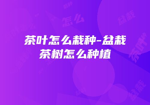 茶叶怎么栽种-盆栽茶树怎么种植