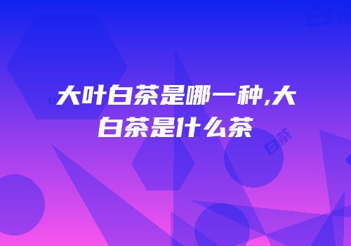 大叶白茶是哪一种,大白茶是什么茶