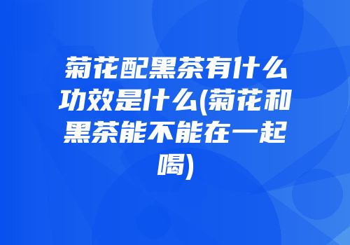 菊花配黑茶有什么功效是什么(菊花和黑茶能不能在一起喝)