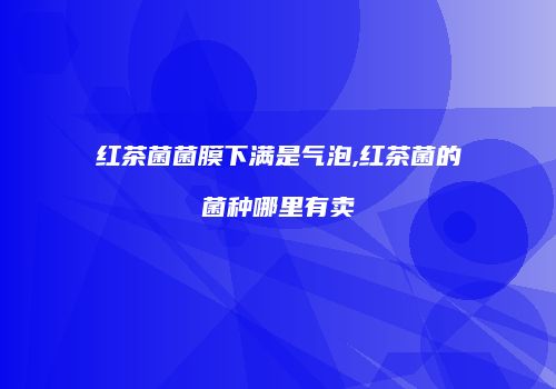 红茶菌菌膜下满是气泡,红茶菌的菌种哪里有卖