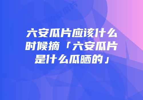 六安瓜片应该什么时候摘「六安瓜片是什么瓜晒的」