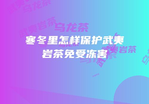 寒冬里怎样保护武夷岩茶免受冻害