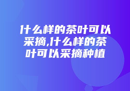 什么样的茶叶可以采摘,什么样的茶叶可以采摘种植