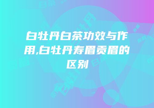 白牡丹白茶功效与作用,白牡丹寿眉贡眉的区别